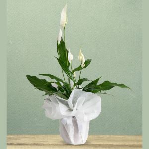  İstanbul Florist - Die Topfblumen